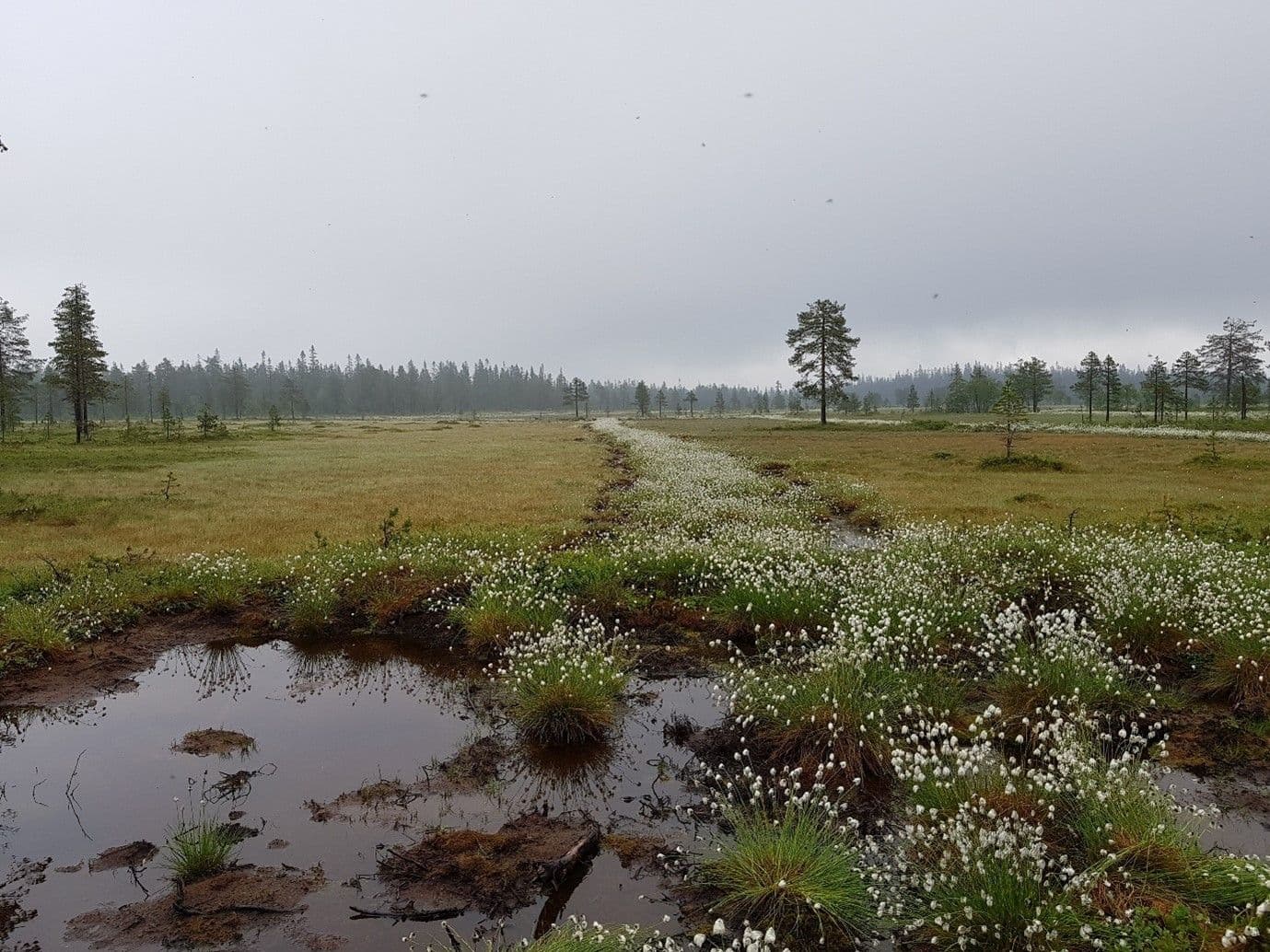 Picture of Tap av natur har satt restaurering på dagsorden: Er det mulig å reparere ødelagt natur?